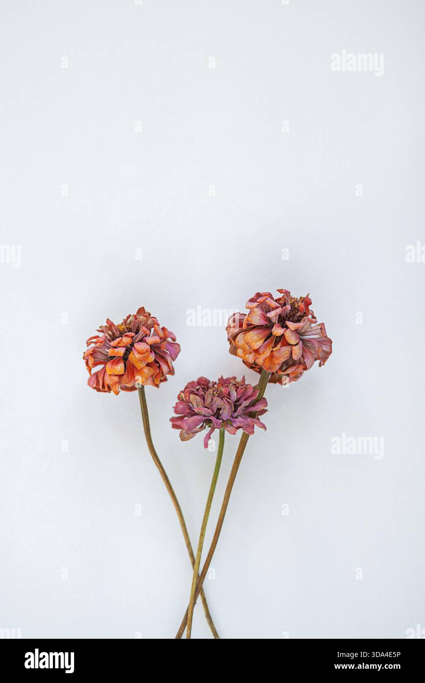 Dried flowers with intricate textures and warm colors elegantly placed against a clean white backdrop Stock Photo