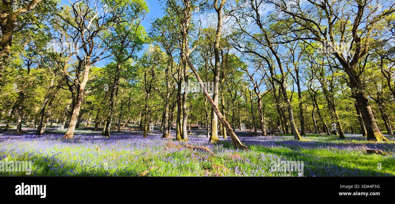 Scotland Spring Beautiful Walking through a blooming Scottish spring forest, with a stunning ...