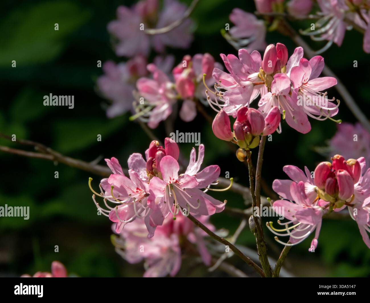 Rhododendron vaseyi, known as pinkshell azalea or Vasey Rhododendron, with delicate pink blossoms glowing in gentle backlight. Ornamental spring shrub Stock Photo