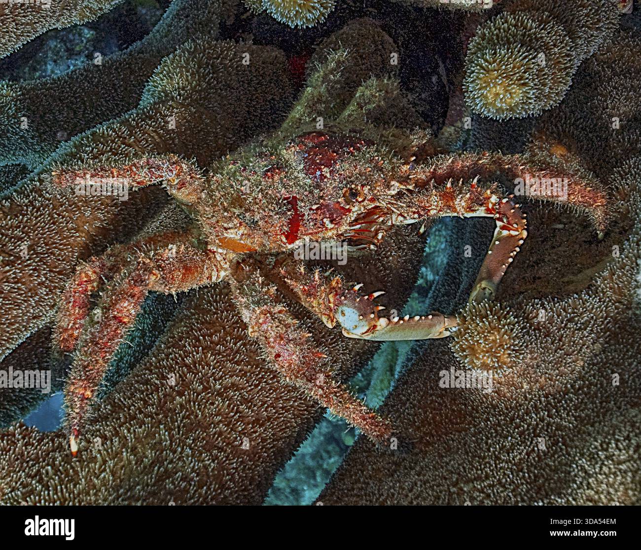Underwater Photo Close up Of Spiny West Indian Spider Crab Underwater Photo Close up Of Spiny West Indian Spider Crab