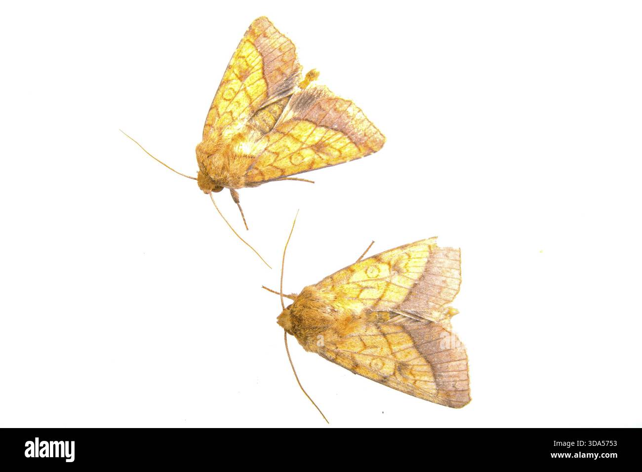 Two brown moths isolated on a white background Stock Photo