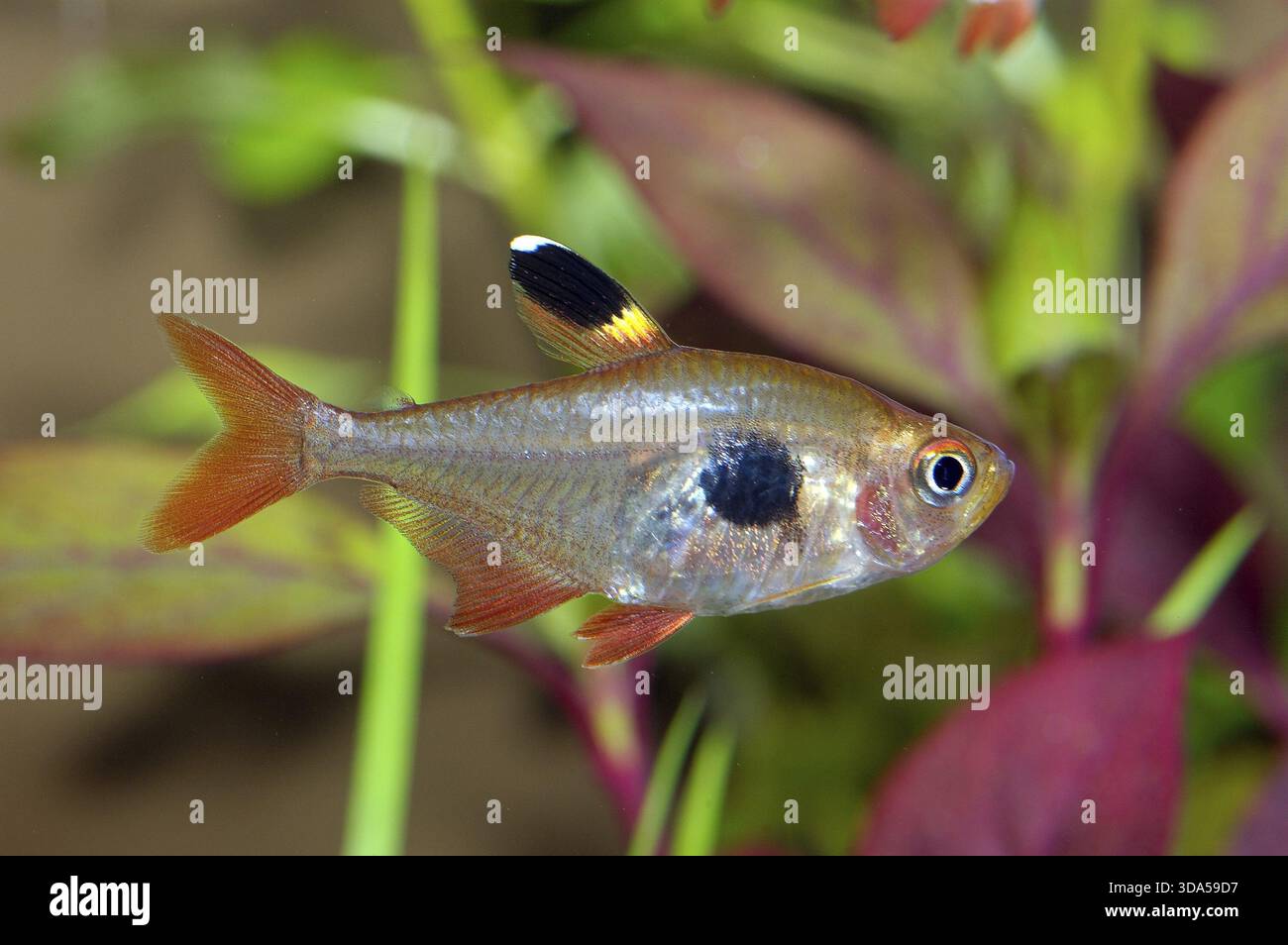 Eucryphycus Fish Aquarium fish from genus Hyphessobrycon Stock Photo - Alamy