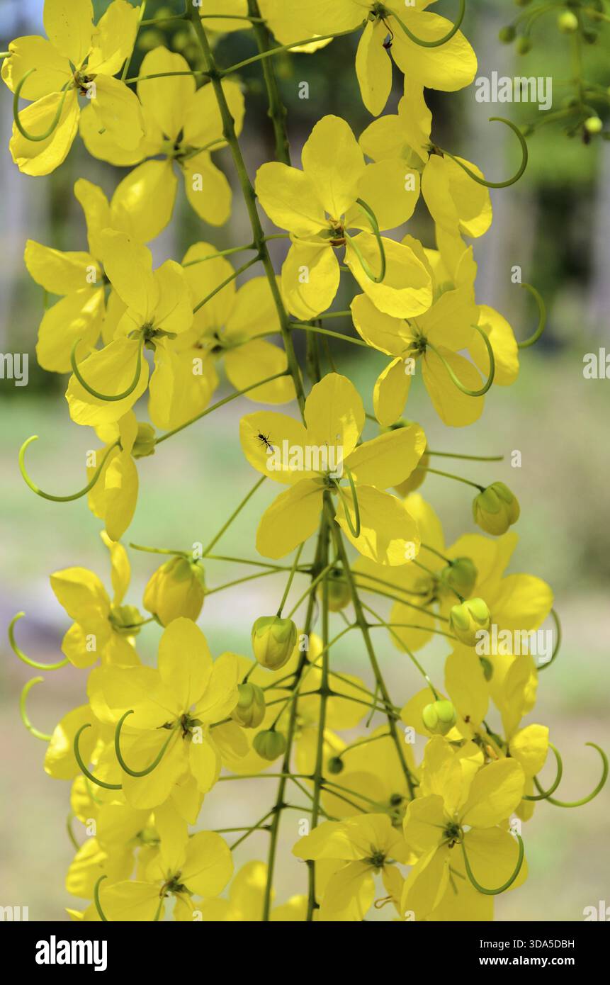 Yellow Ratchaphruek Purging Cassia or Ratchaphruek flowers (Cassis fistula) national flower ...