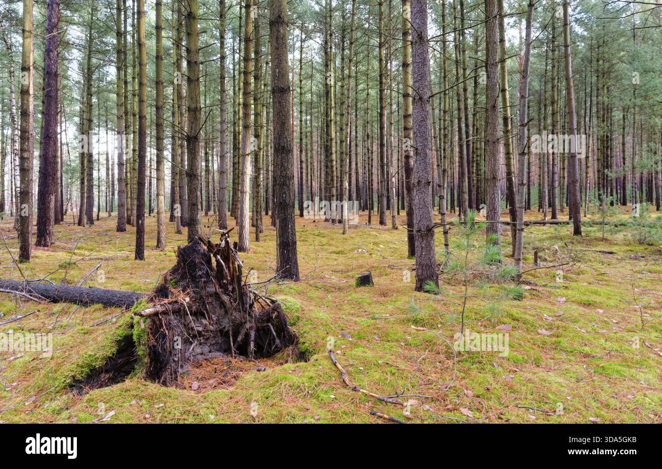 Coniferous forest, tall pine trees, in the Dahme-Heideseen nature park ...