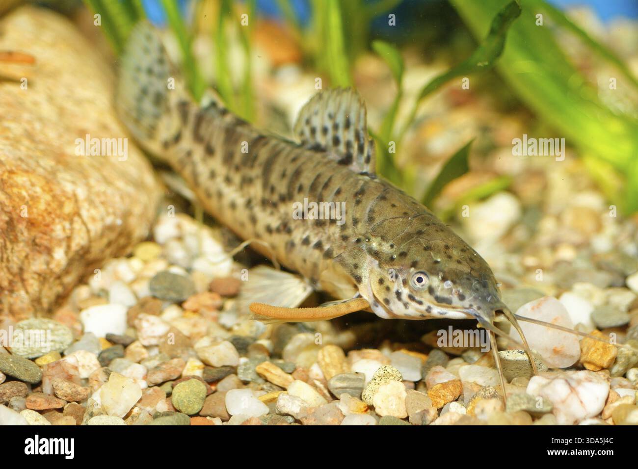Nice aquarium fish from genus Hoplosternum Stock Photo - Alamy