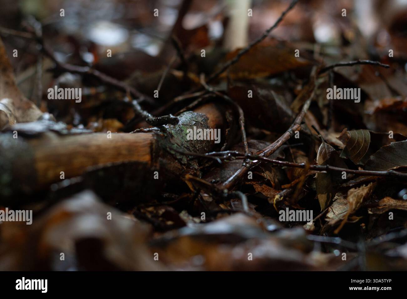Damp forest floor hi-res stock photography and images - Alamy