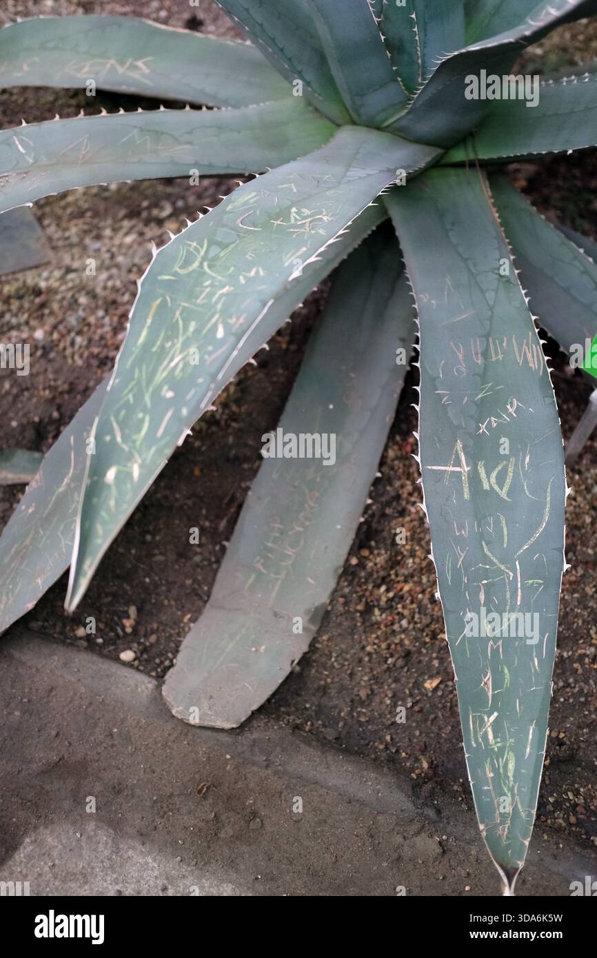alocasia zebrina albo Alocasia zebrina variegated *Grower's Choice* main image 0