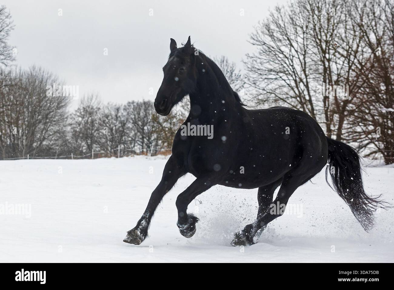Black horse running face on hi-res stock photography and images - Alamy