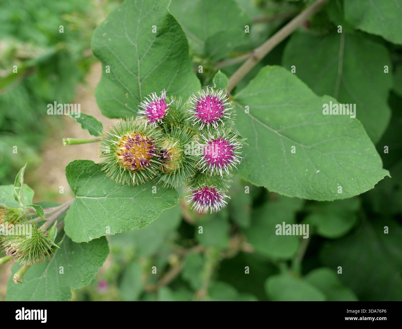Flowers and leaves of the greater burdock, often found along roadsides and in clearings. Close-up. Space for text. Stock Photo