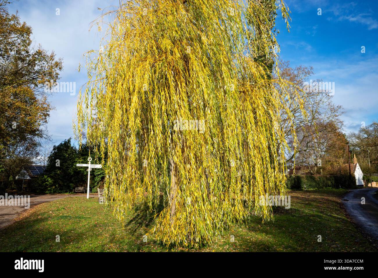 willow tree Pettistree Suffolk Stock Photo