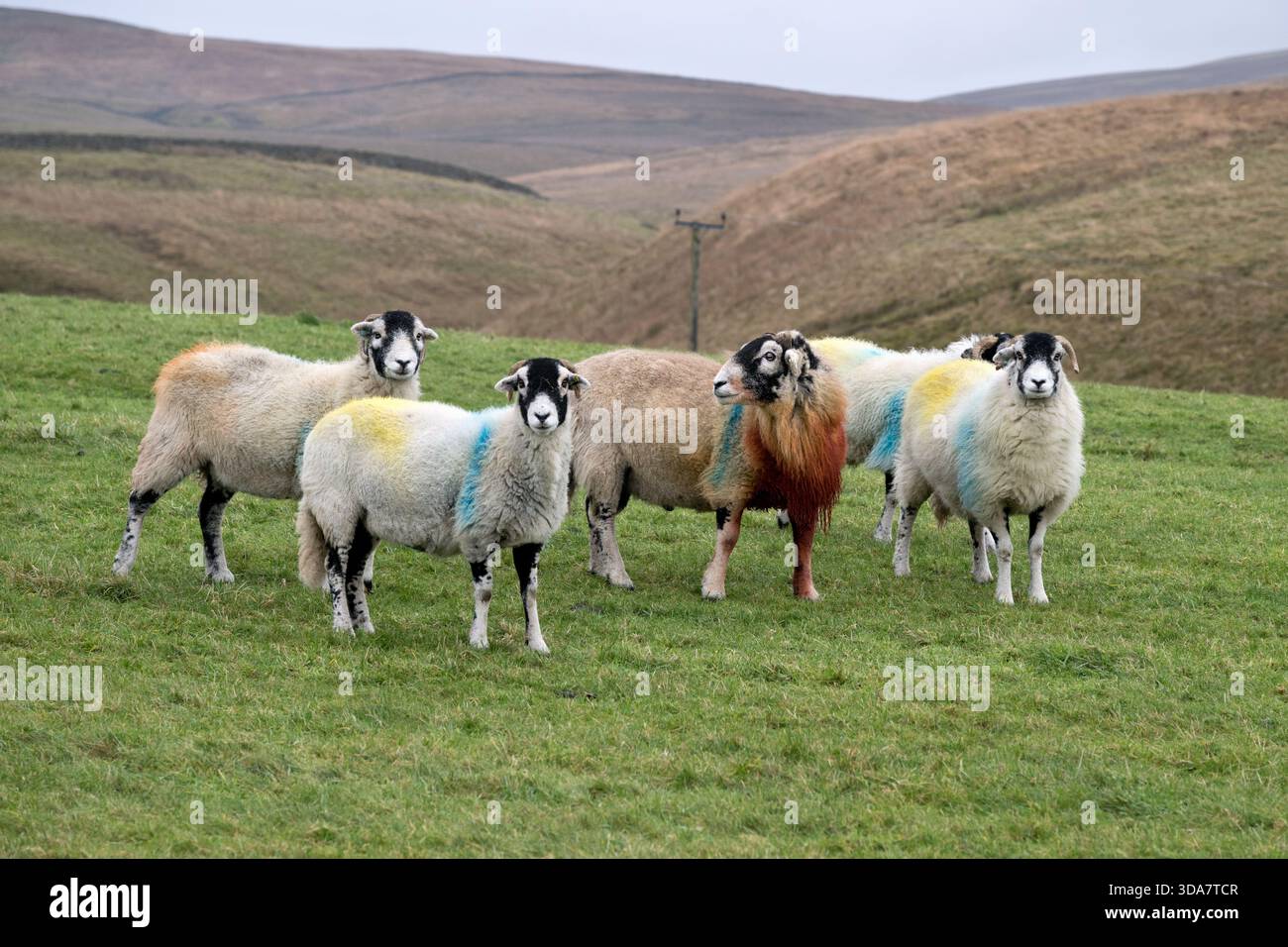 Swaledale sheep grazing near Stainforth, Yorkshire Dales National Park. A ram is seen with a group of ewes. Stock Photo