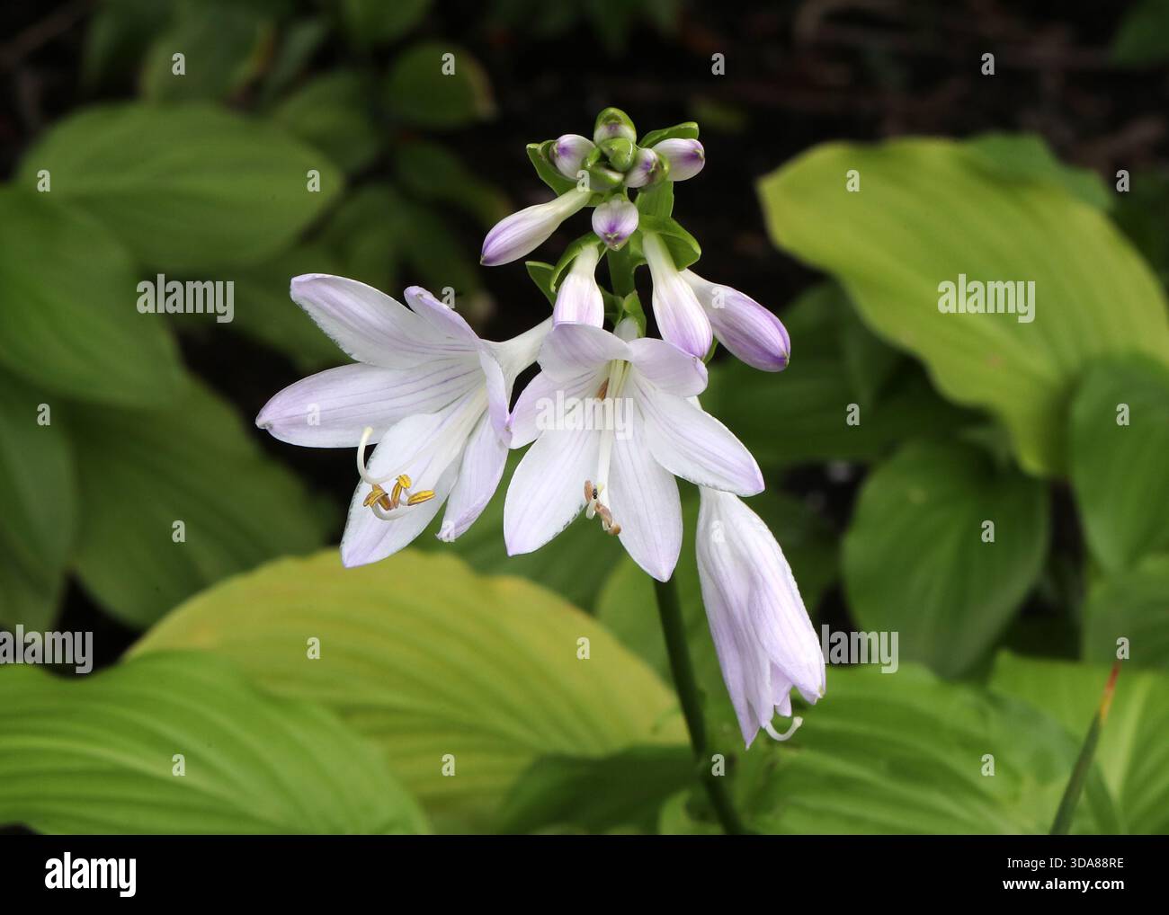 Fragrant Plantain Lily or August Lily, Hosta plantaginea "Honeybells", Asparagaceae. China, Asia. Stock Photo
