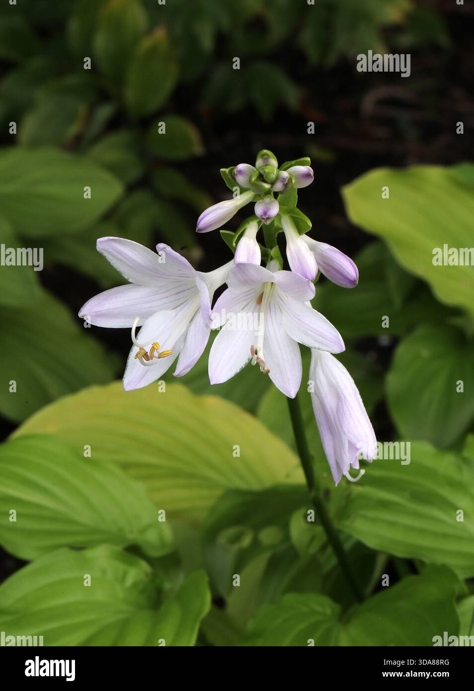 Fragrant Plantain Lily or August Lily, Hosta plantaginea "Honeybells", Asparagaceae. China, Asia. Stock Photo