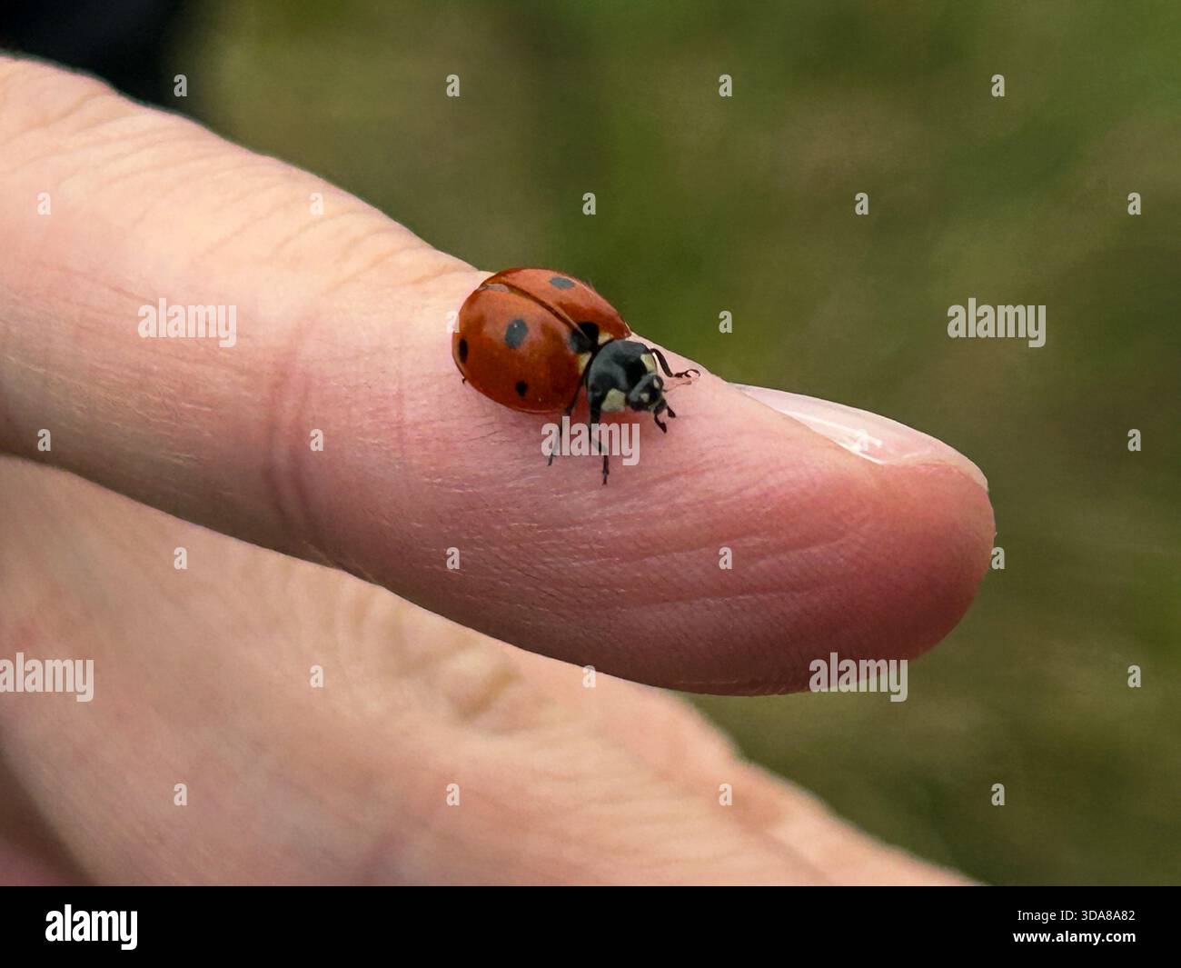 A close-up of a ladybug perched on a human finger, highlighting its vivid red shell and delicate details against a soft natural background. - Smartphone Captured Stock Image