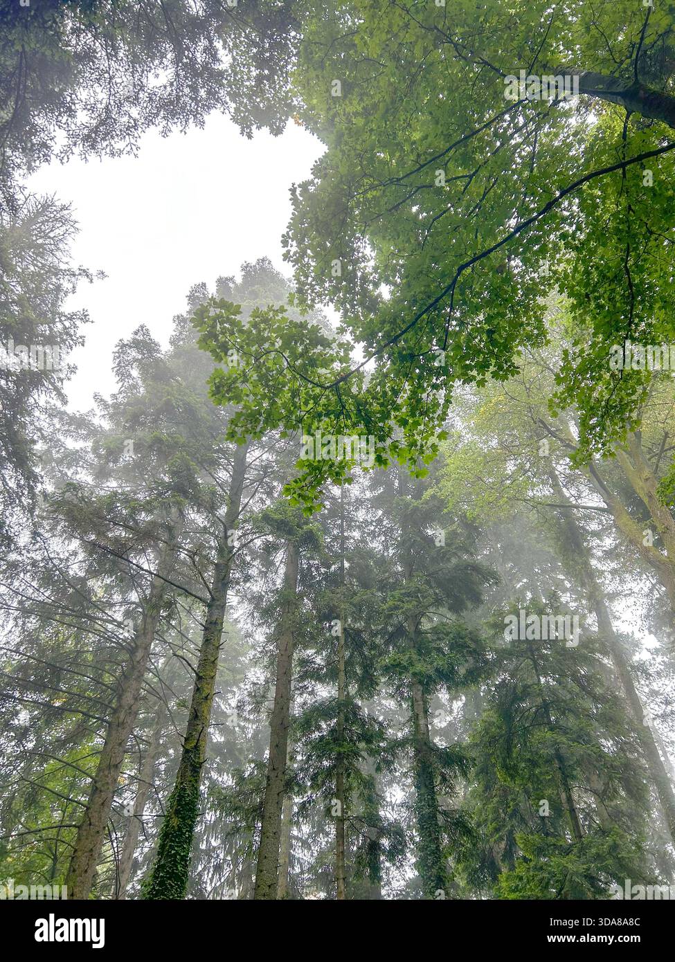 Looking up at tall evergreen and deciduous trees shrouded in soft mist, creating a serene and atmospheric forest scene. - Smartphone Captured Stock Image