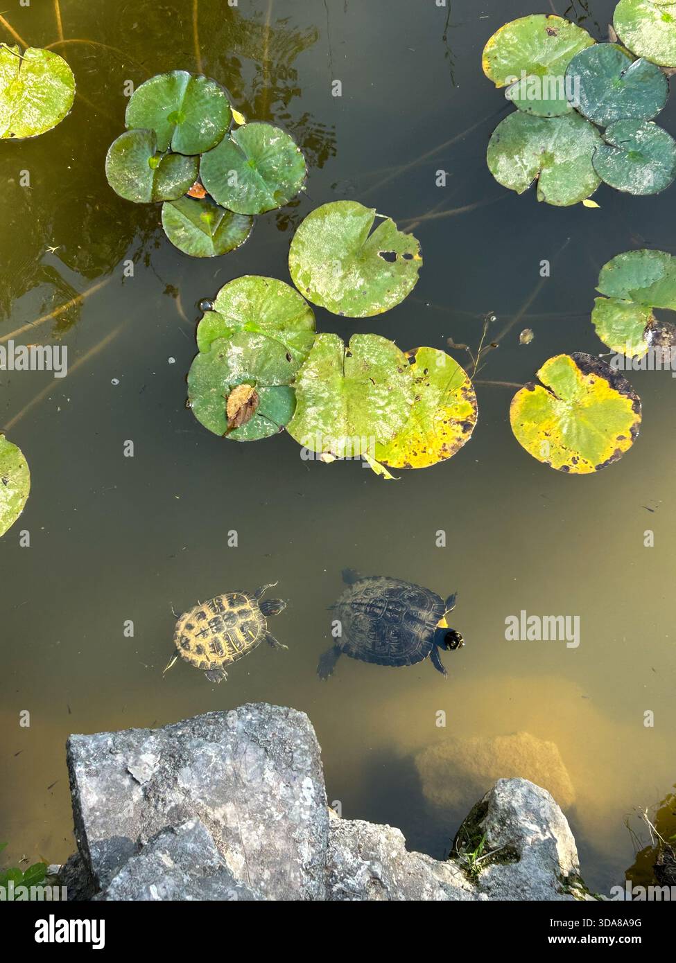 Two pond slider turtles swim peacefully beneath water lily pads in a calm pond, showcasing natural freshwater wildlife. - Smartphone Captured Stock Image