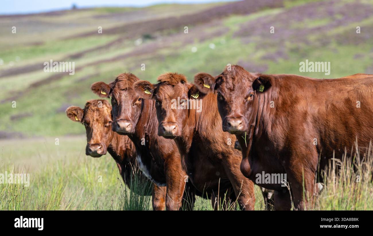 Native Beef Cow Luing cattle, a hardy native Scottish beef breed, grazing on moorland ...