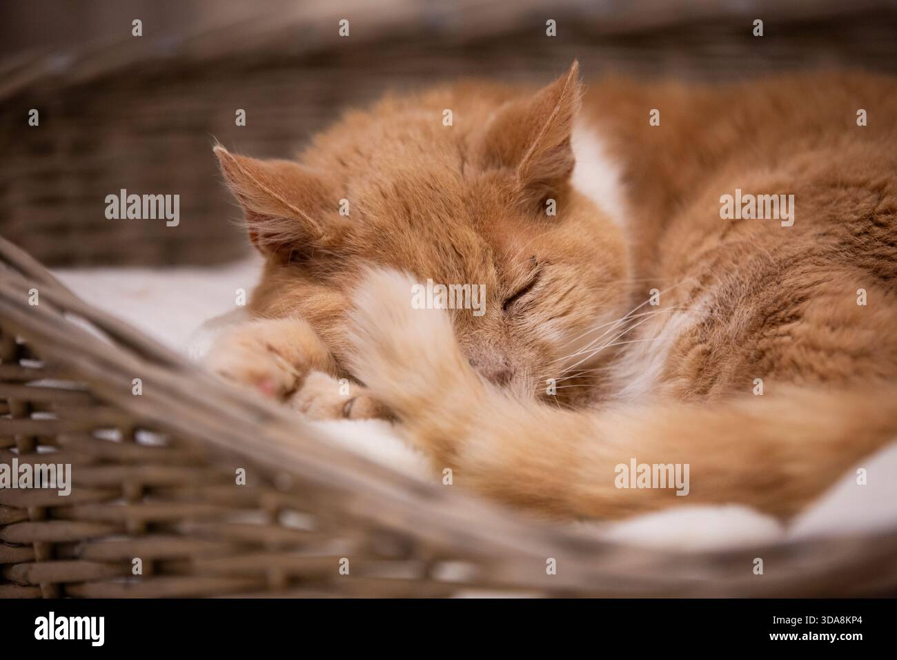 A ginger cat sleeping in a basket Stock Photo