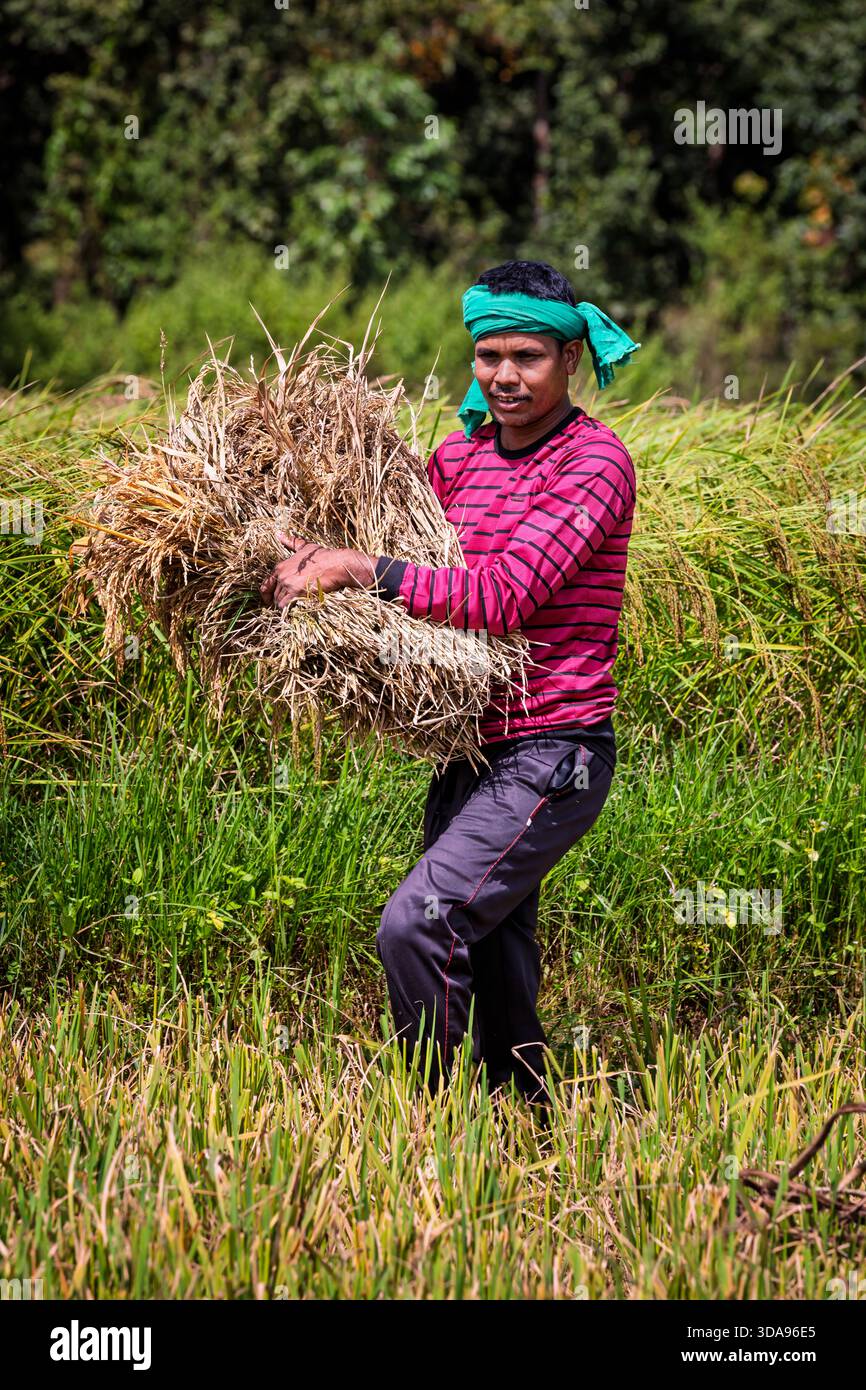 Harvest season in rice hi-res stock photography and images - Alamy