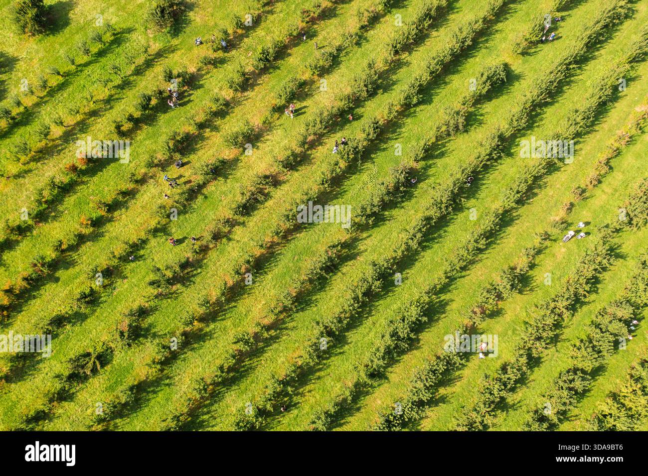 Aerial view patterned apple orchard hi-res stock photography and images ...