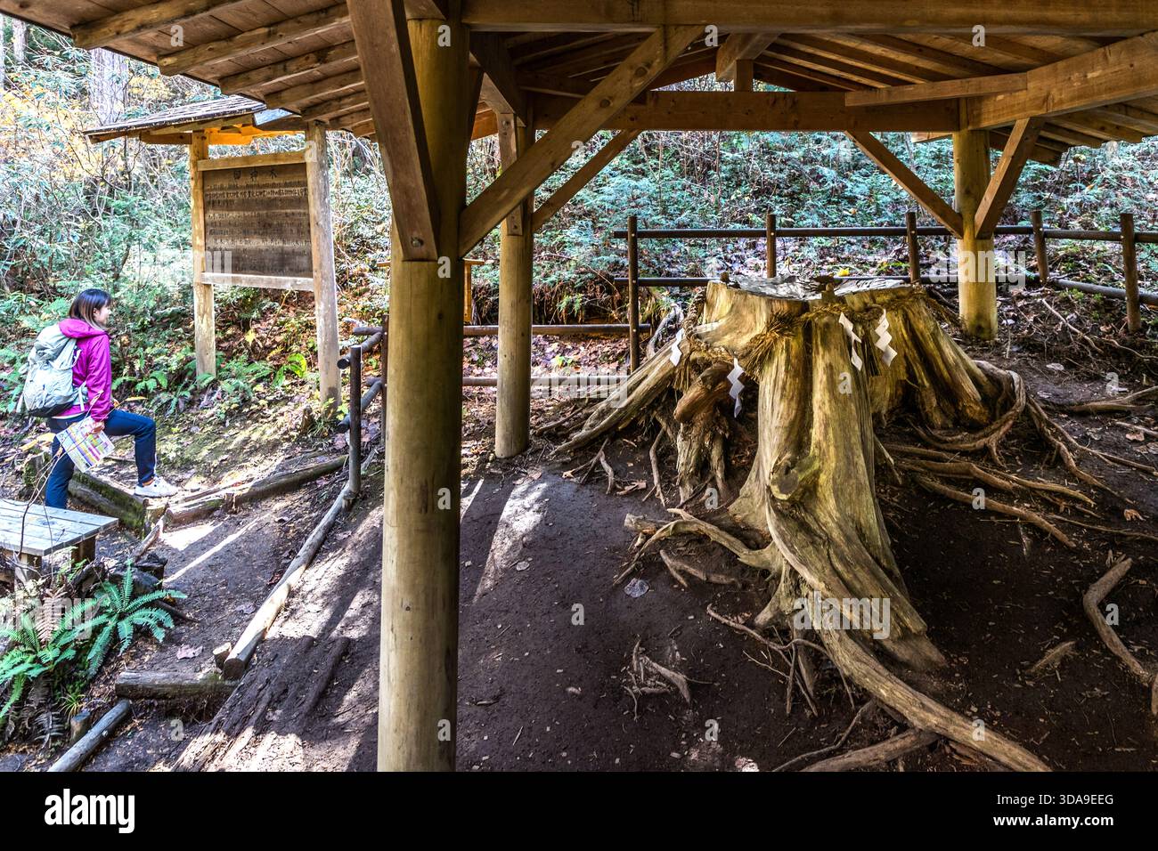 A visitor reads the Japanese-language information board at the Goshinboku stump in the Akasawa Nature Recreation Forest, Agematsu, Kiso, Nagano Prefecture, Japan. The rootstock of a Sawara cypress (Chamaecyparis pisifera), felled in 1985 for the Ise Shrine's Shikinen Sengu renewal ritual in 1993, is marked as sacred with a shimenawa rope and shide paper strips and protected from the elements by a specially built wooden roof. Stock Photo