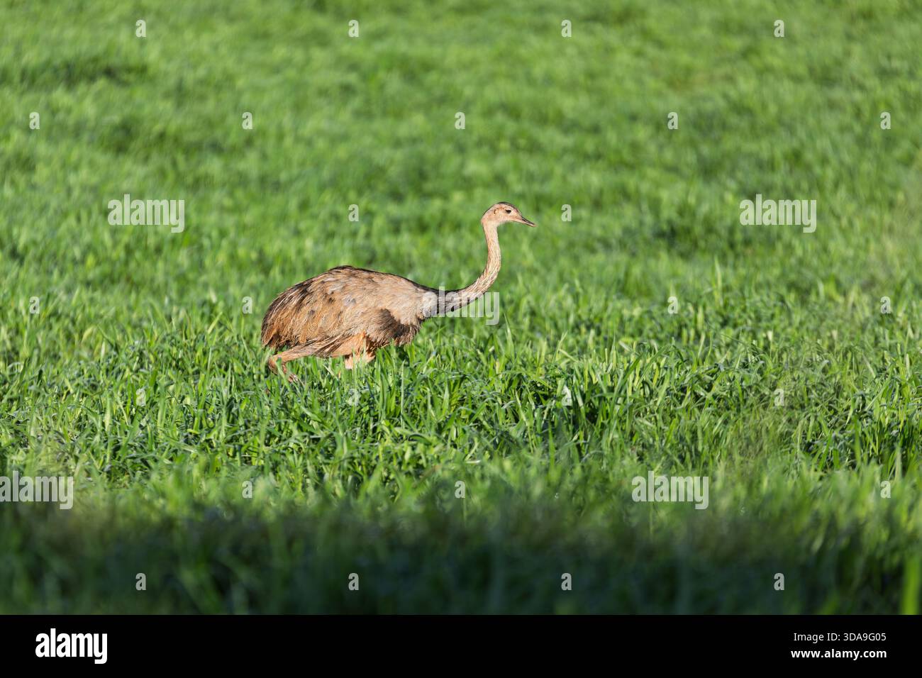 Greater rhea (Rhea americana), species of flightless bird native to ...