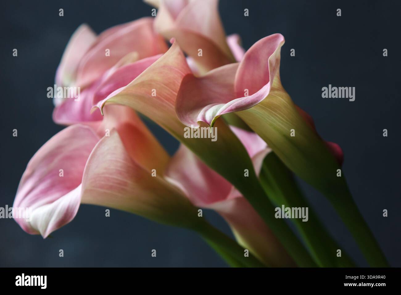 Calla Rosa Pink calla lilies (Zantedeschia aethiopica) illuminated by soft ...