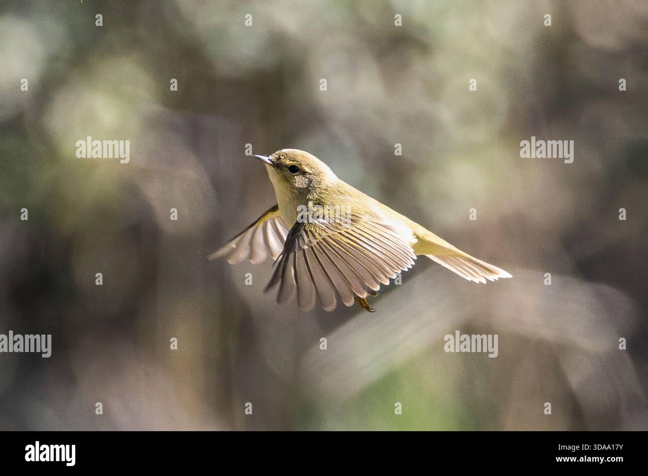 Small wild bird captured in flight with wings fully spread, flying ...