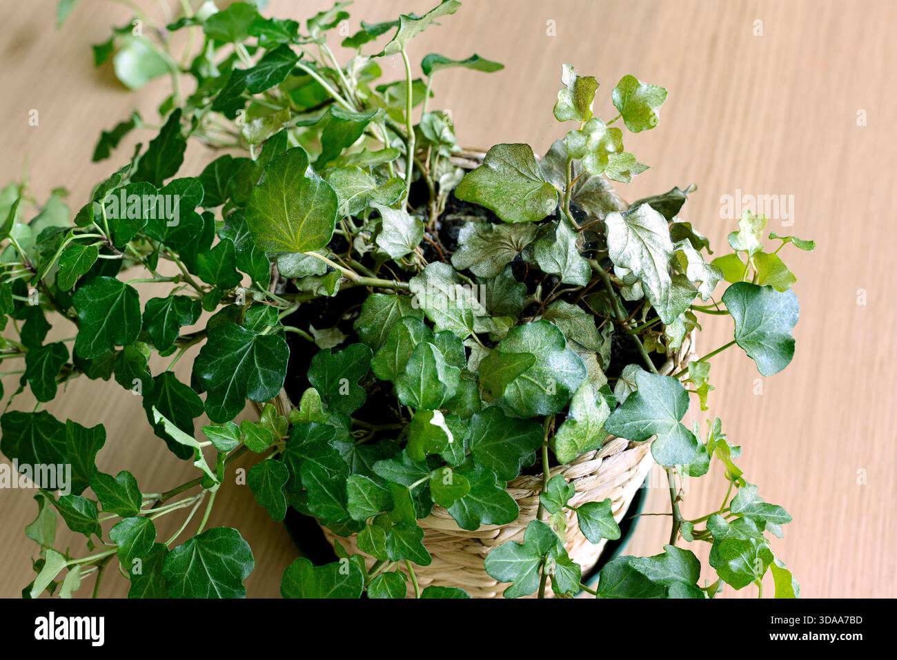 A houseplant, ivy (Hedera helix), is damaged by spider mites. Concept of  houseplant pests and diseases. Selected focus Stock Photo - Alamy