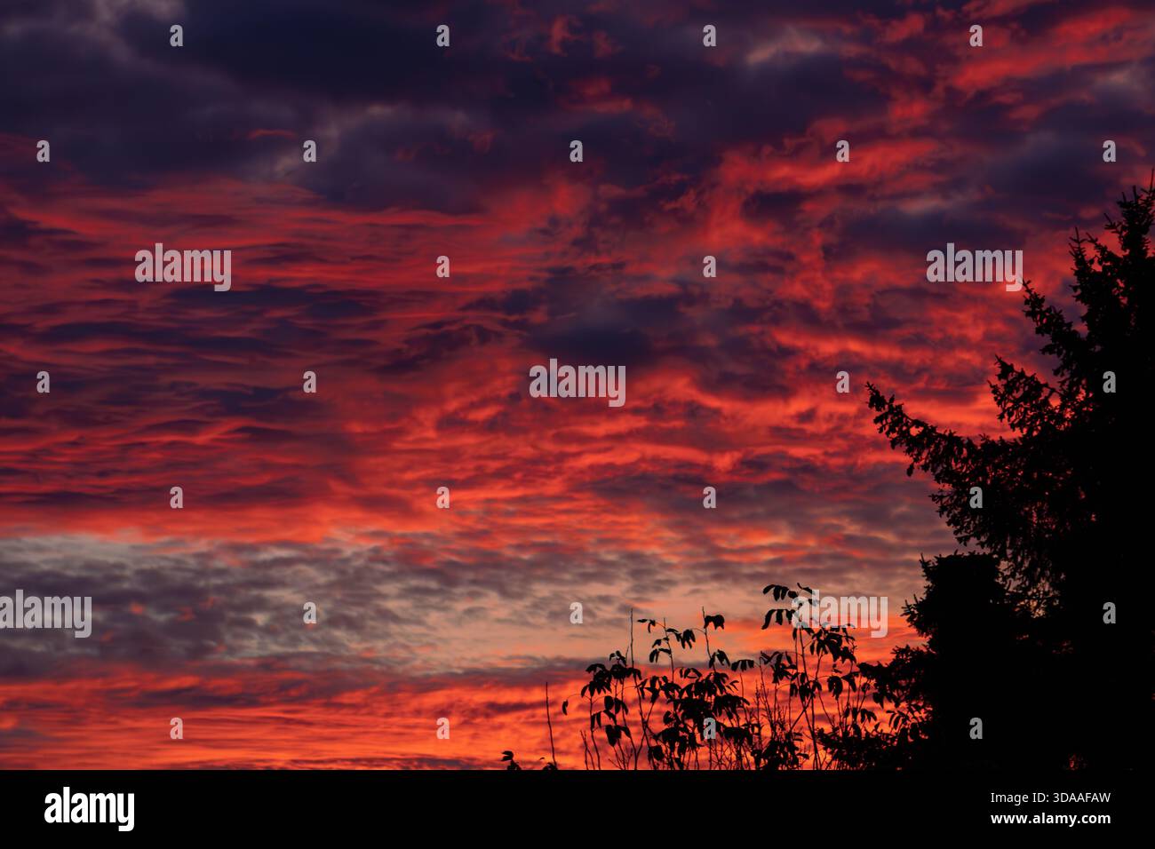 Dramatic tree silhouettes hi-res stock photography and images - Alamy
