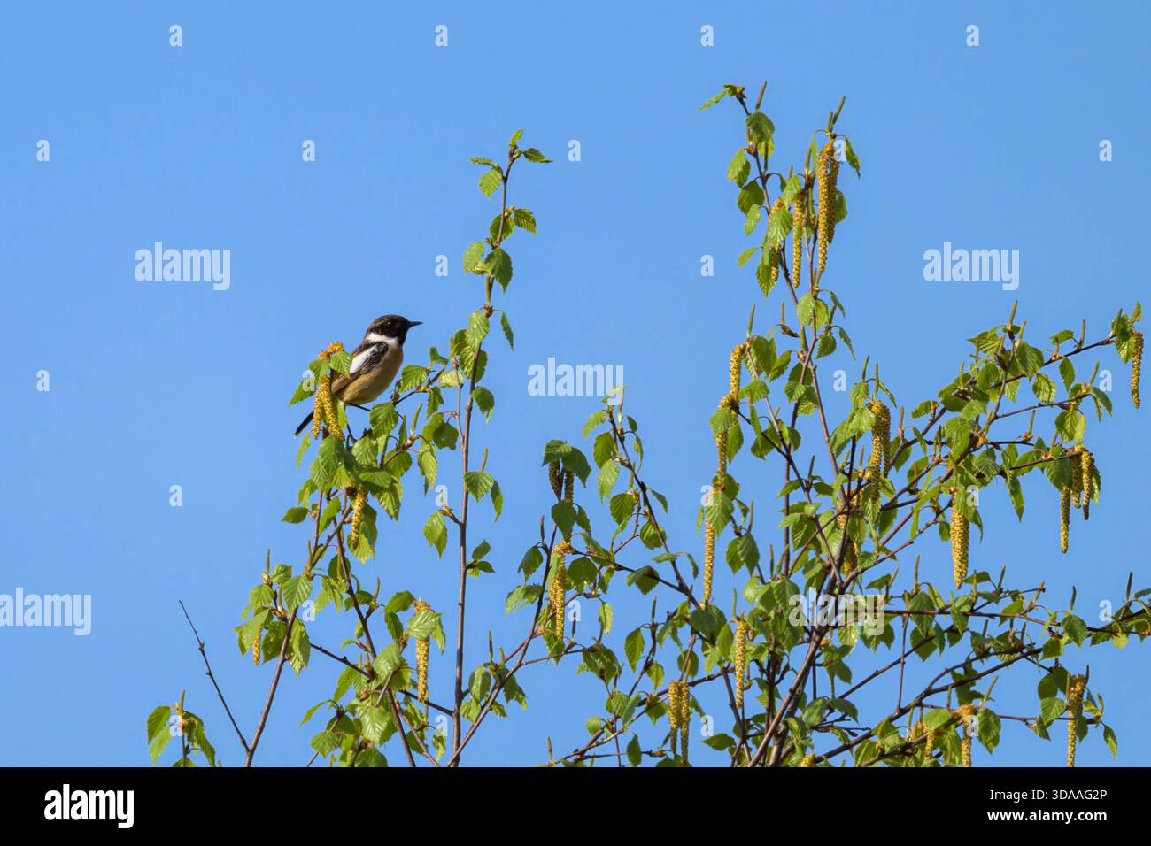 A European stonechat sits on a bush in Eggelsberg, Austria, spring season, blue sky background, showing natural beauty and detail. Eggelsberg Austria Stock Photo