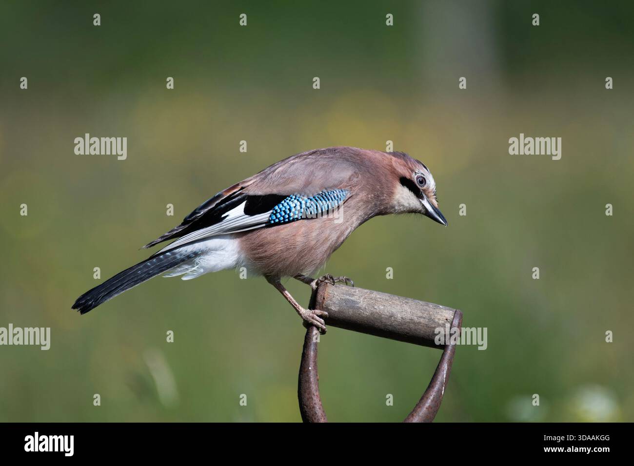Eurasian jay (Garrulus glandarius) perched on spade handle Stock Photo