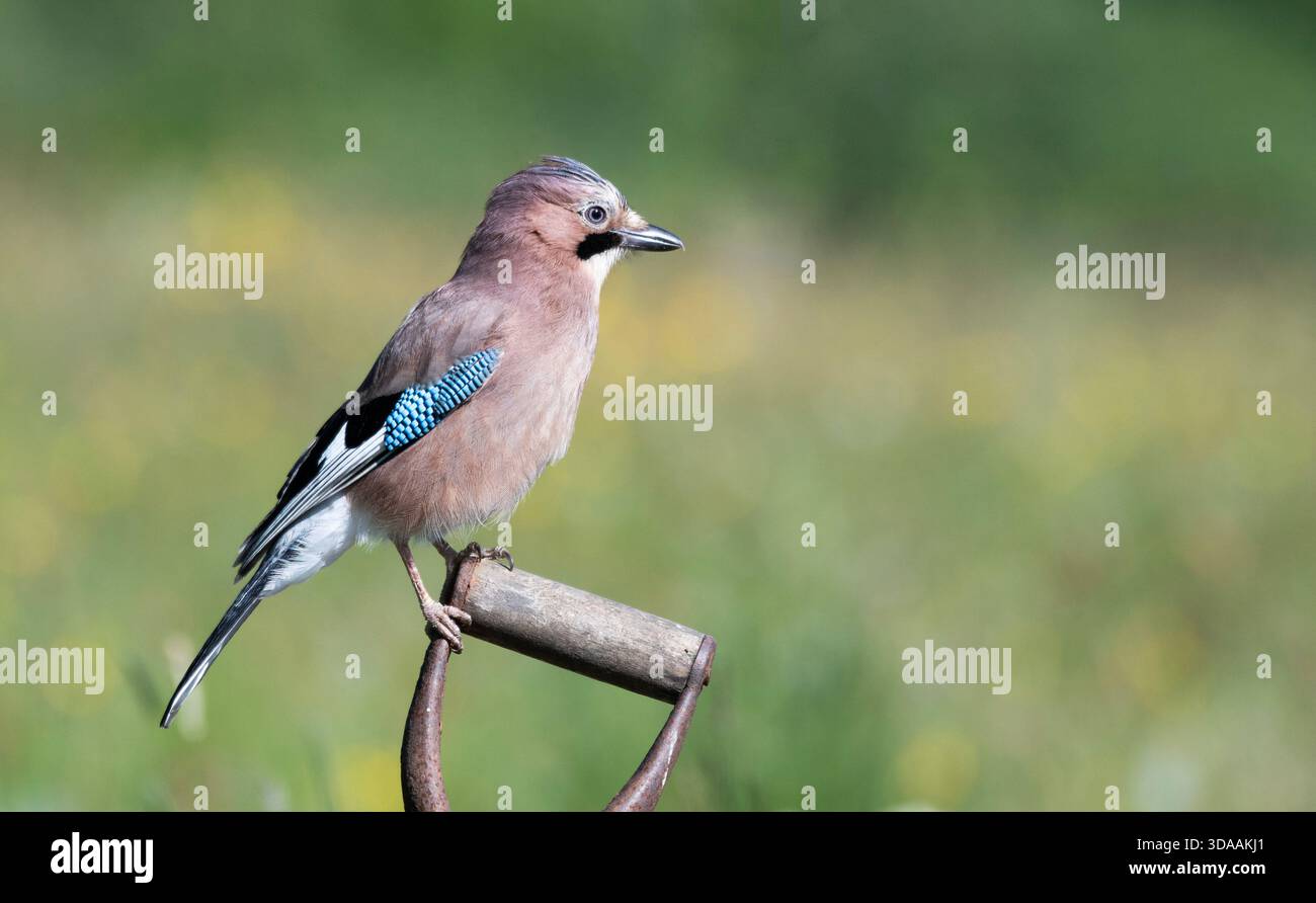 Eurasian jay (Garrulus glandarius) perched on spade handle Stock Photo