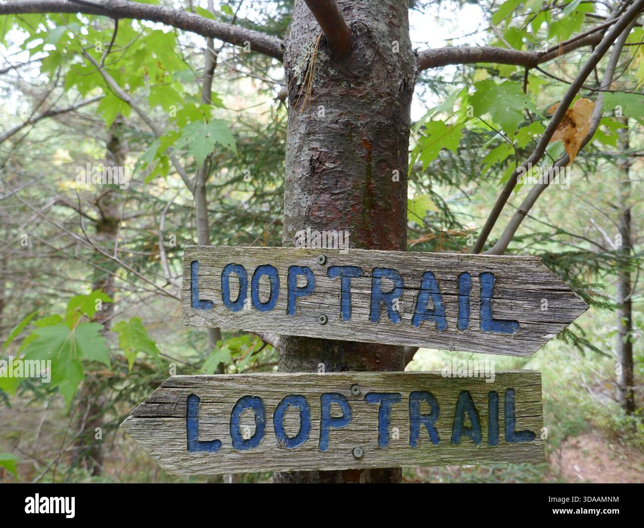 Trail Sign Loop. Image Wooden loop trail indicator signs posted on tree in nature park Stock ...