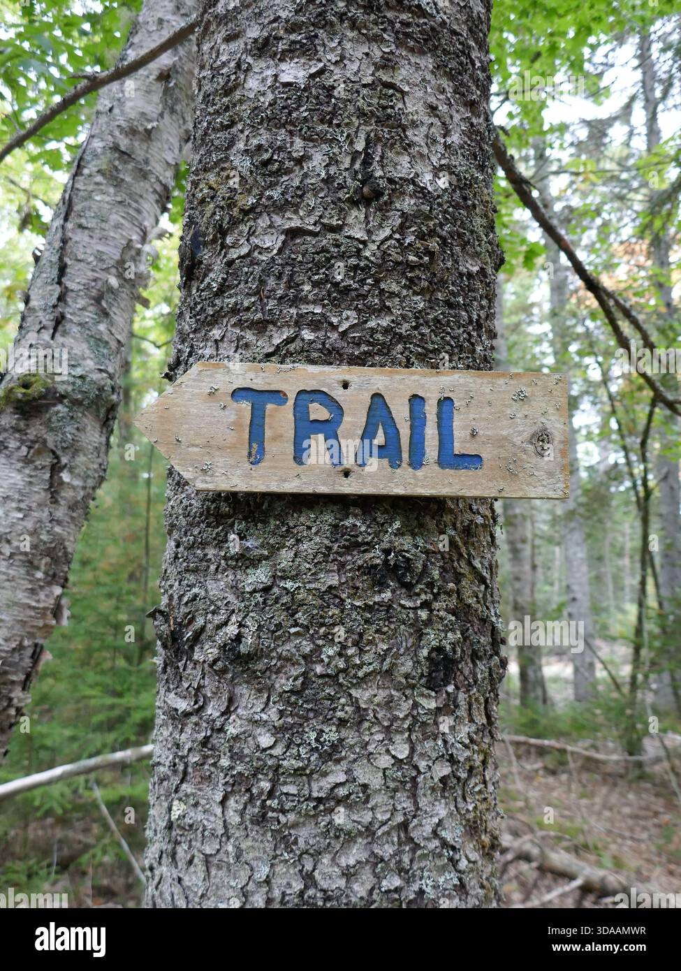 Open Sign Nature Wooden trail indicator sign posted on tree in natural parkland hiking ...