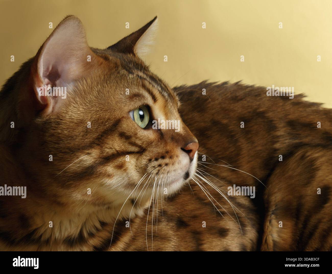 Closeup Profile Bengal Cat on Gold background Stock Photo