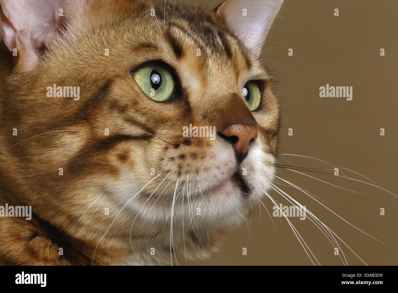 Closeup Profile Bengal Cat on Brown background Stock Photo