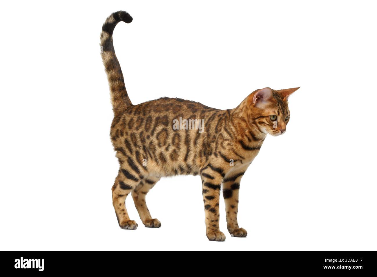 Bengal cat walking on white, side view Stock Photo