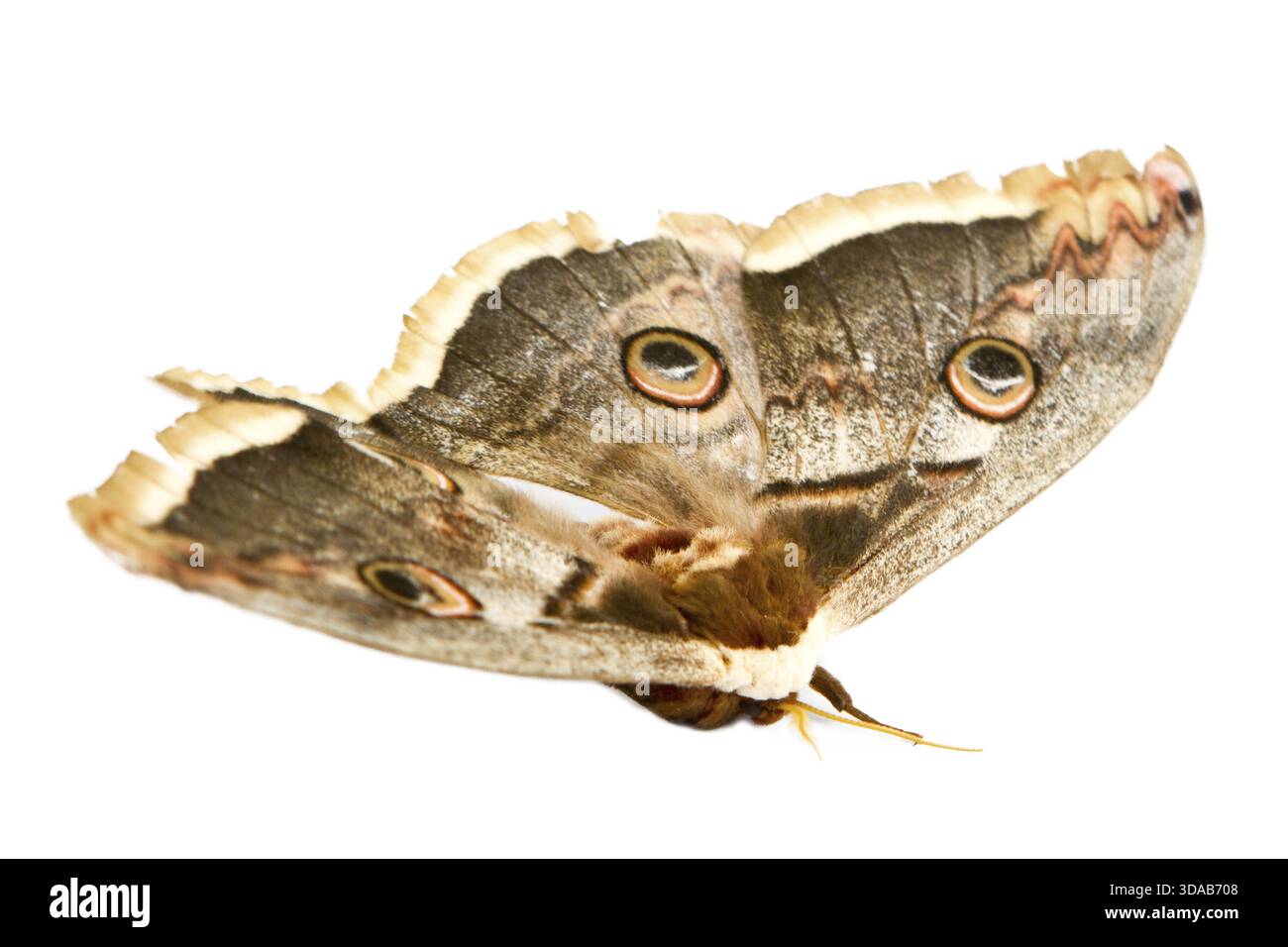 The beautiful giant silk moth butterfly called Cecropia Moth isolated ...
