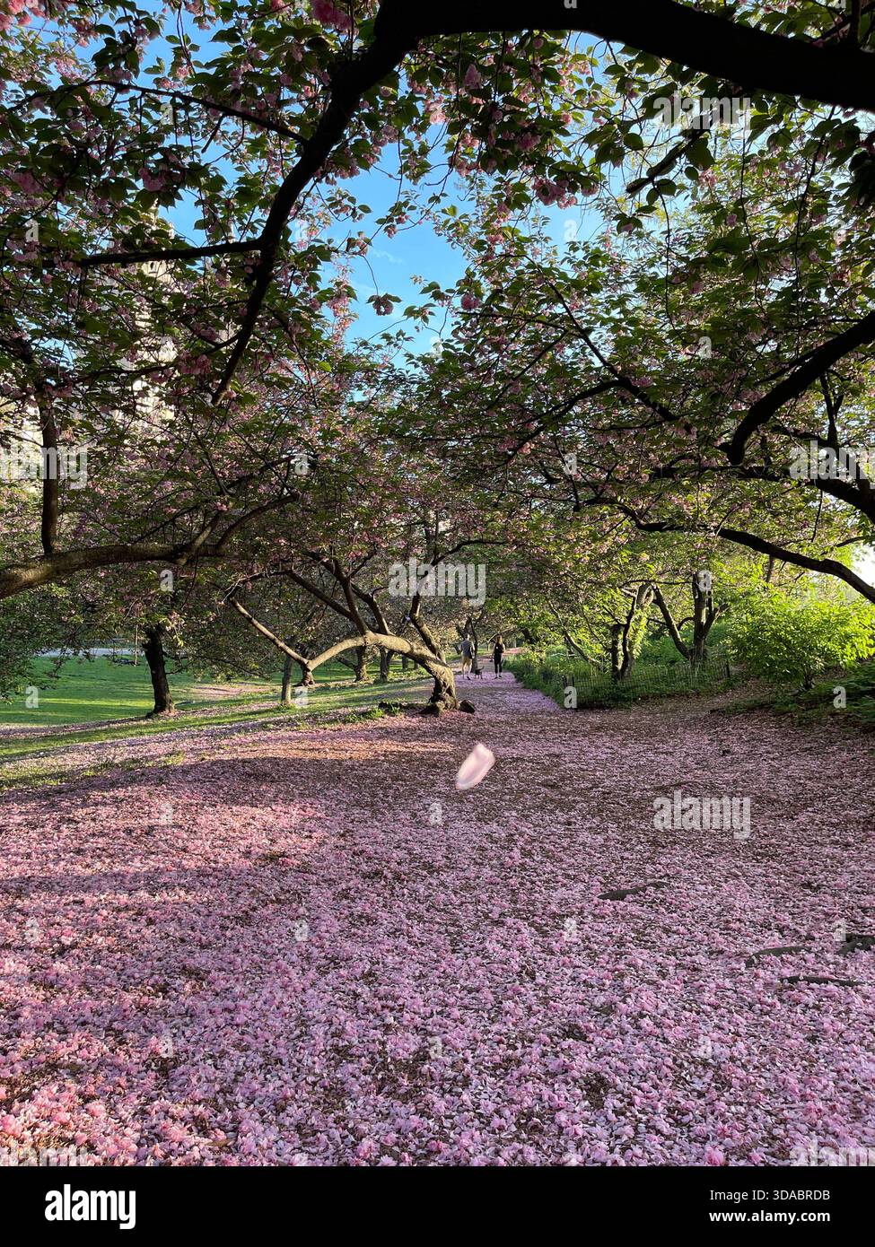 Where the city meets nature — and everyone belongs. - Smartphone Captured Stock Image