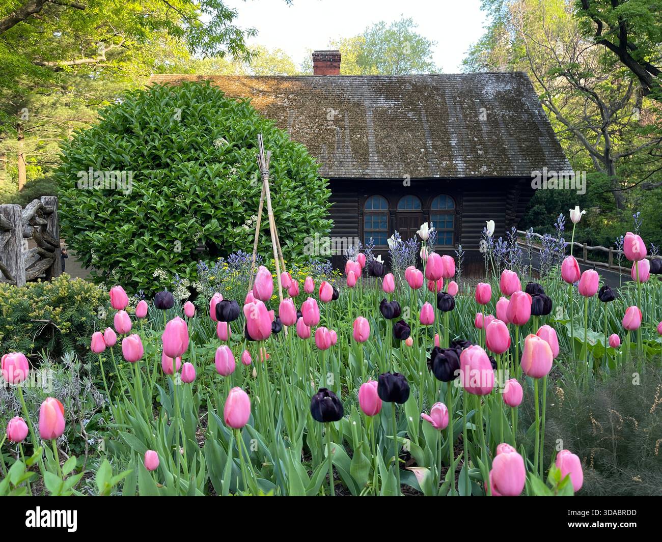Tulips dancing in the spring breeze. - Smartphone Captured Stock Image