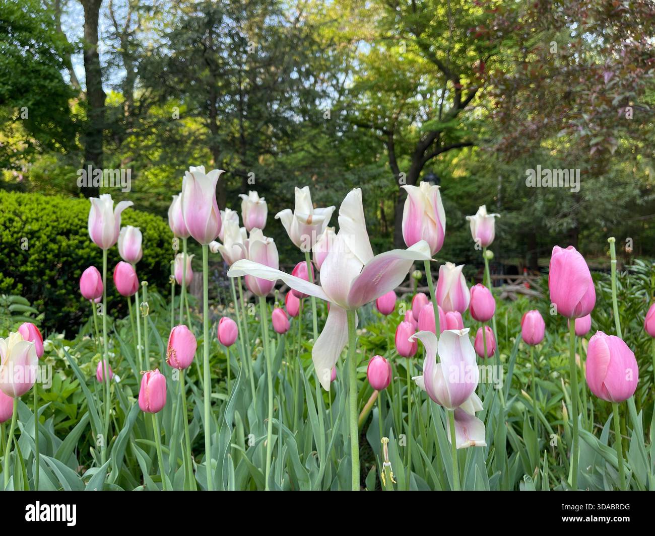Tulips dancing in the spring breeze. - Smartphone Captured Stock Image