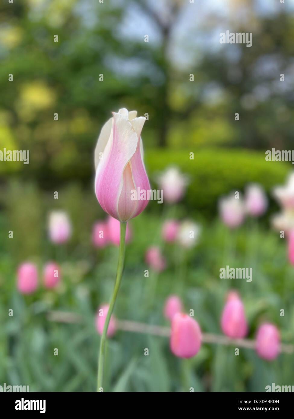 Tulips dancing in the spring breeze. - Smartphone Captured Stock Image