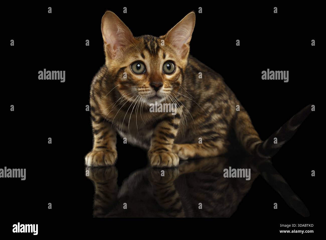 Crouching Bengal Kitty Isolated on Black Background Stock Photo