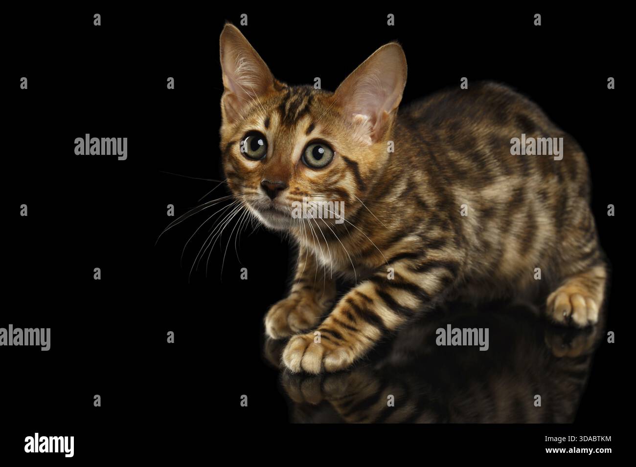 Crouching Bengal Kitty Isolated on Black Background Stock Photo