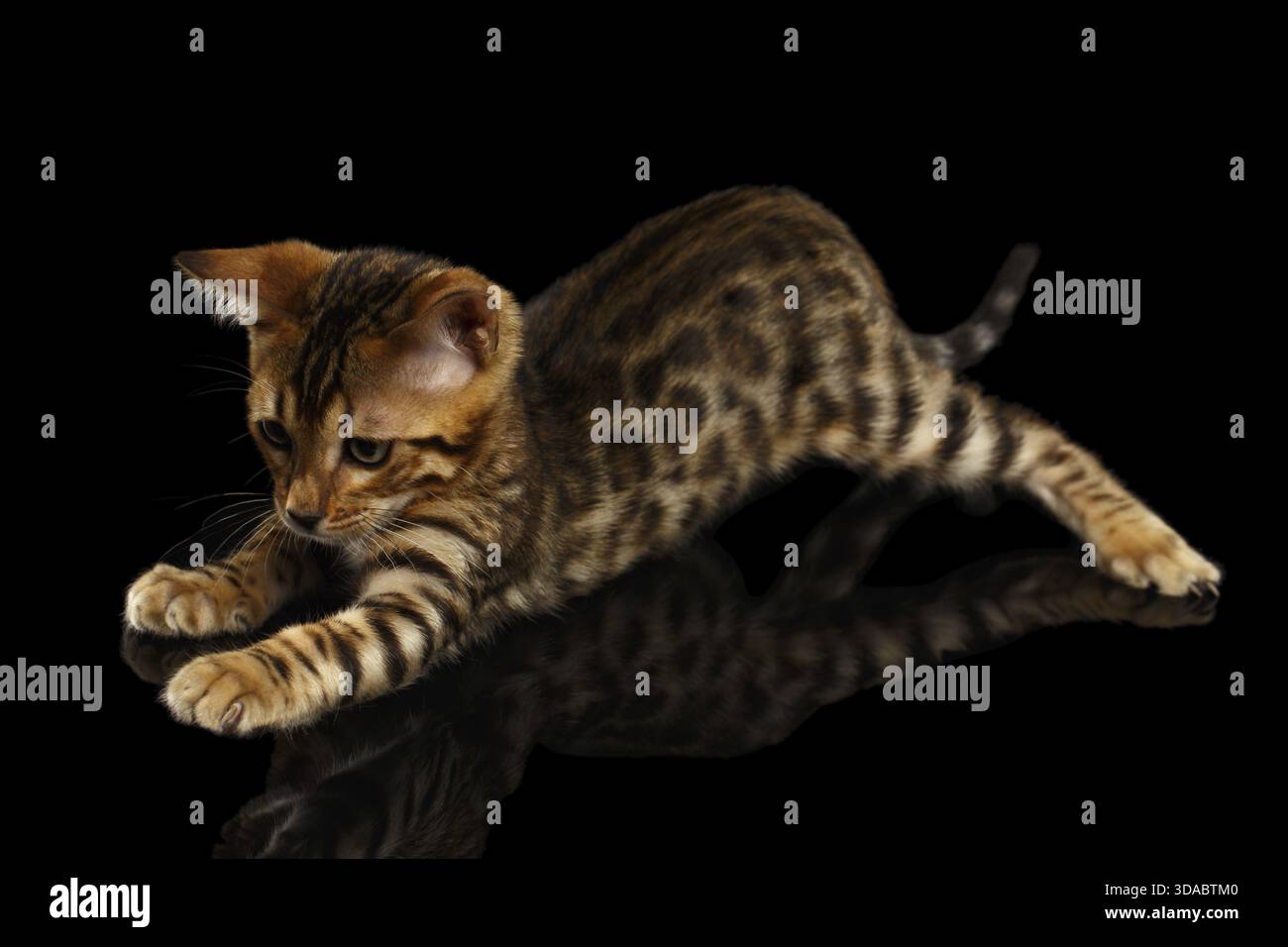 Crouching Bengal Kitty Isolated on Black Background Stock Photo