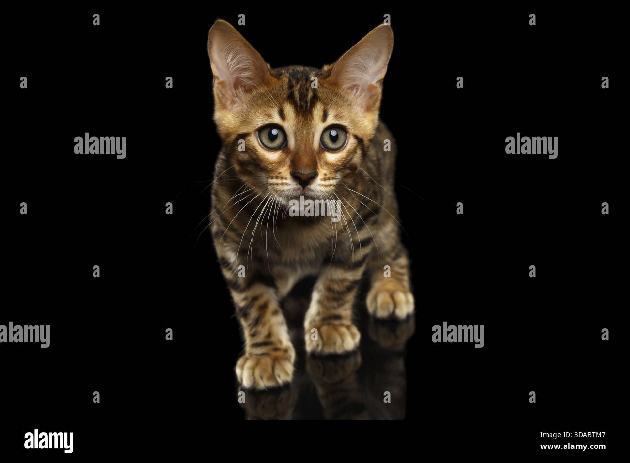 Crouching Bengal Kitty Isolated on Black Background Stock Photo