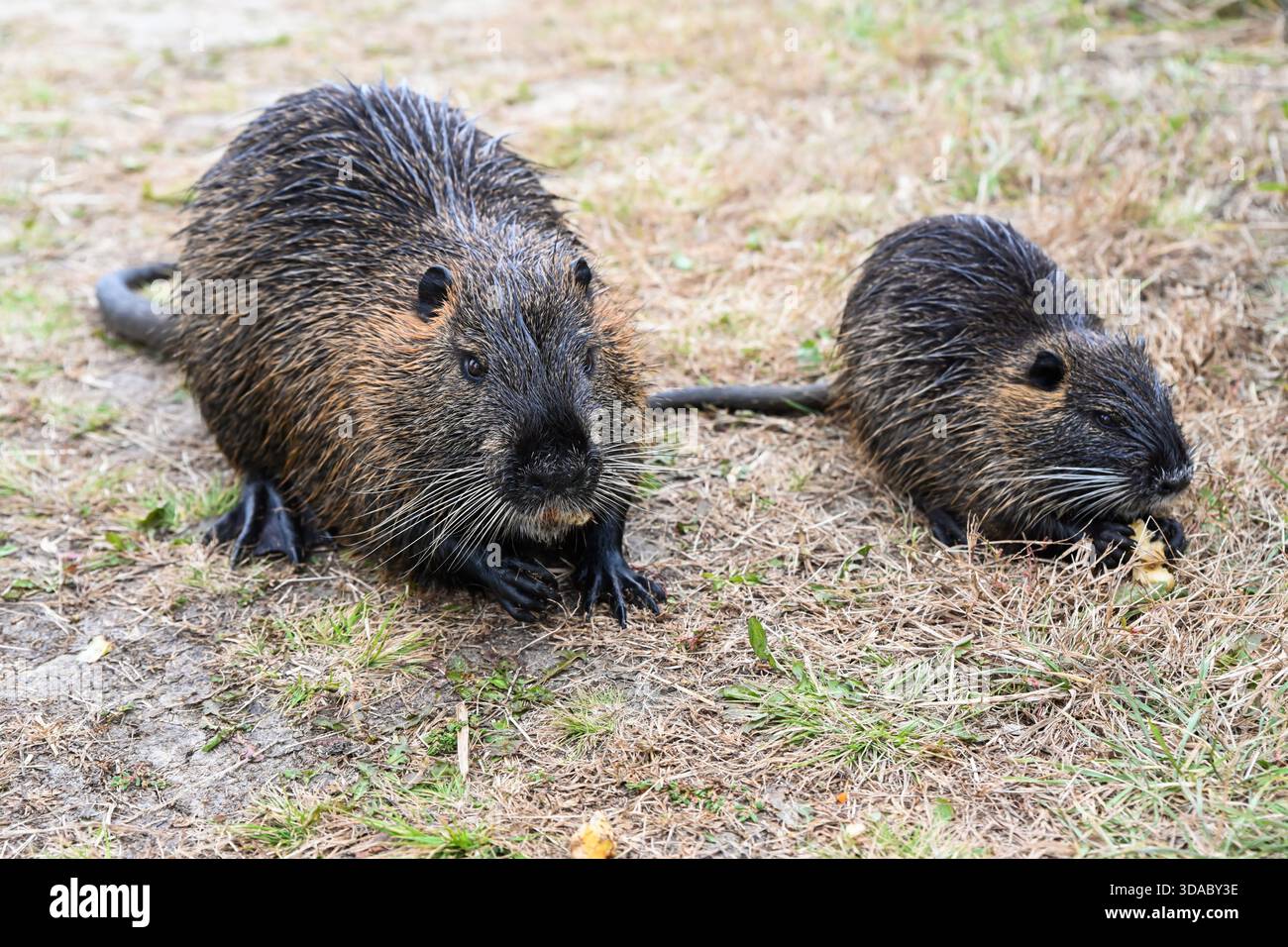 Webbed Rodent Adult nutria Myocastor coypus eating an apple and young one eating a ...