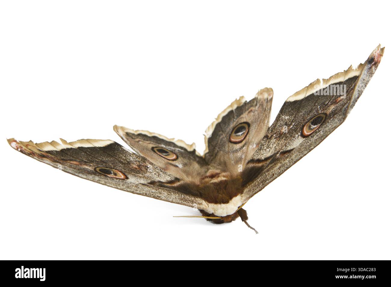 The beautiful giant silk moth butterfly called Cecropia Moth isolated ...