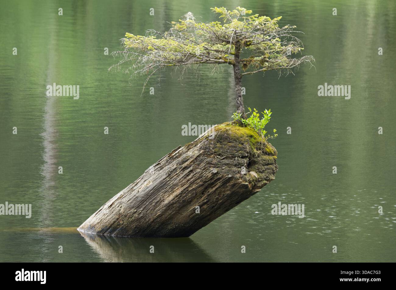 The renowned Fairy Lake Bonsai Tree growing out of a submerged Douglas Fir  log in the middle of Fairy Lake, Port Refrew, Vancouver Island BC, Canada  Stock Photo - Alamy